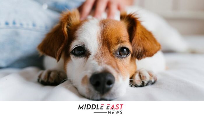 Dubai investe nel benessere animale: un nuovo rifugio e una piattaforma digitale rivoluzionano il sistema delle adozioni